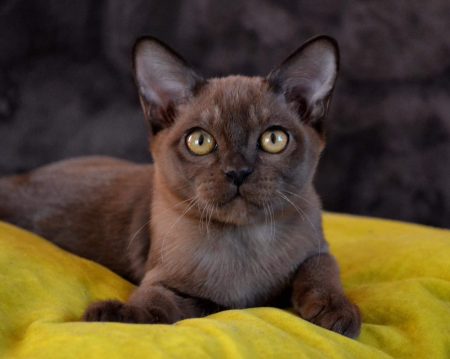 Nala Altana Ruby-1