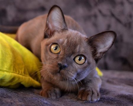 Nala Altana Ruby-2